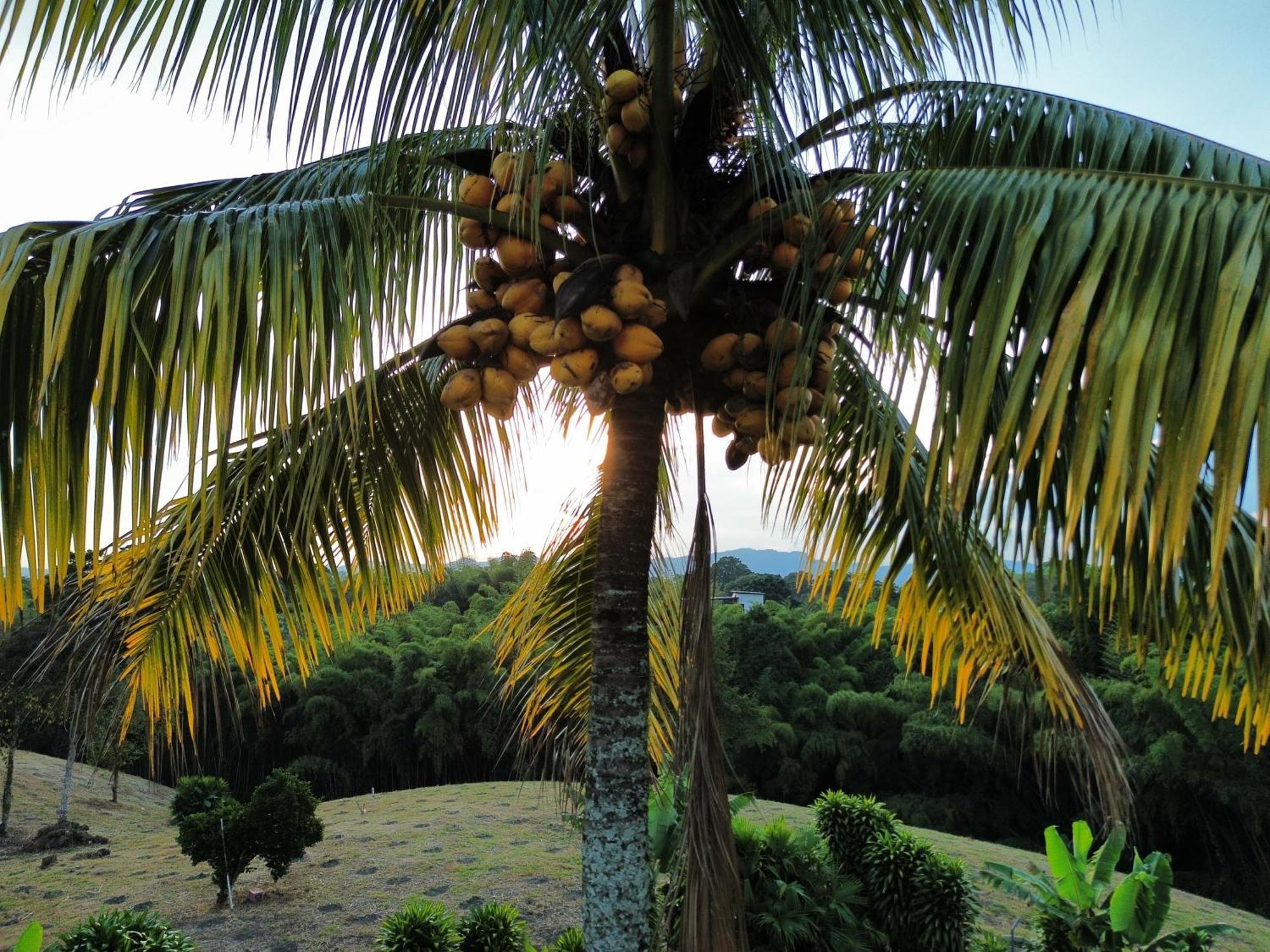 Finca Hotel Los Cocos Montenegro Buitenkant foto